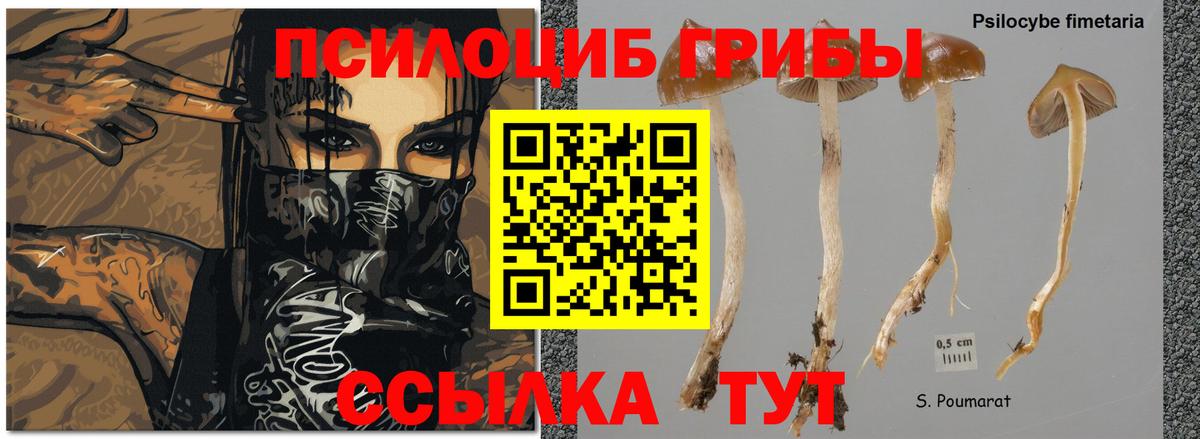 Псилоцибиновые грибы Magic Shrooms Димитровград